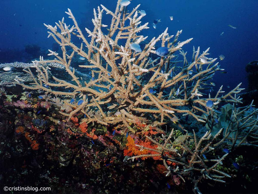 Chuuk Heinan Maru Corals