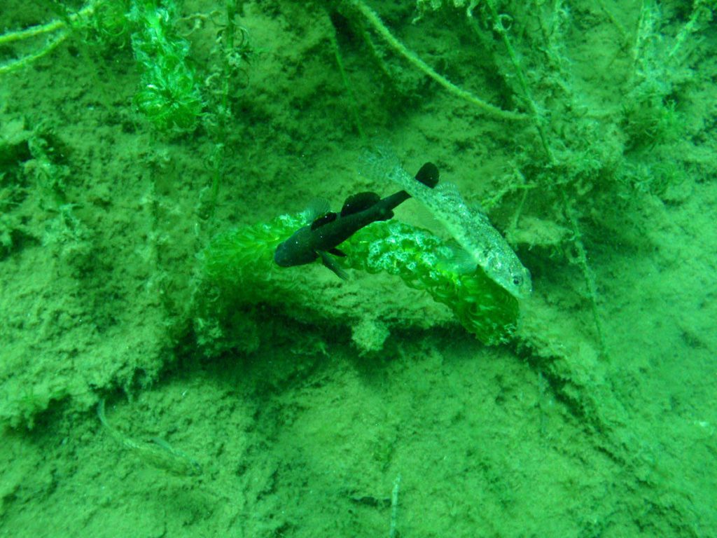 Diving Lake Taupo Fishes