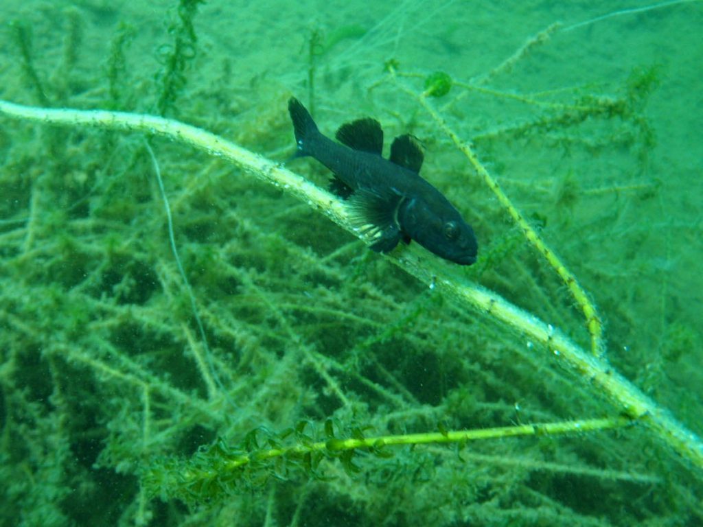 Diving Lake Taupo Small Fishe