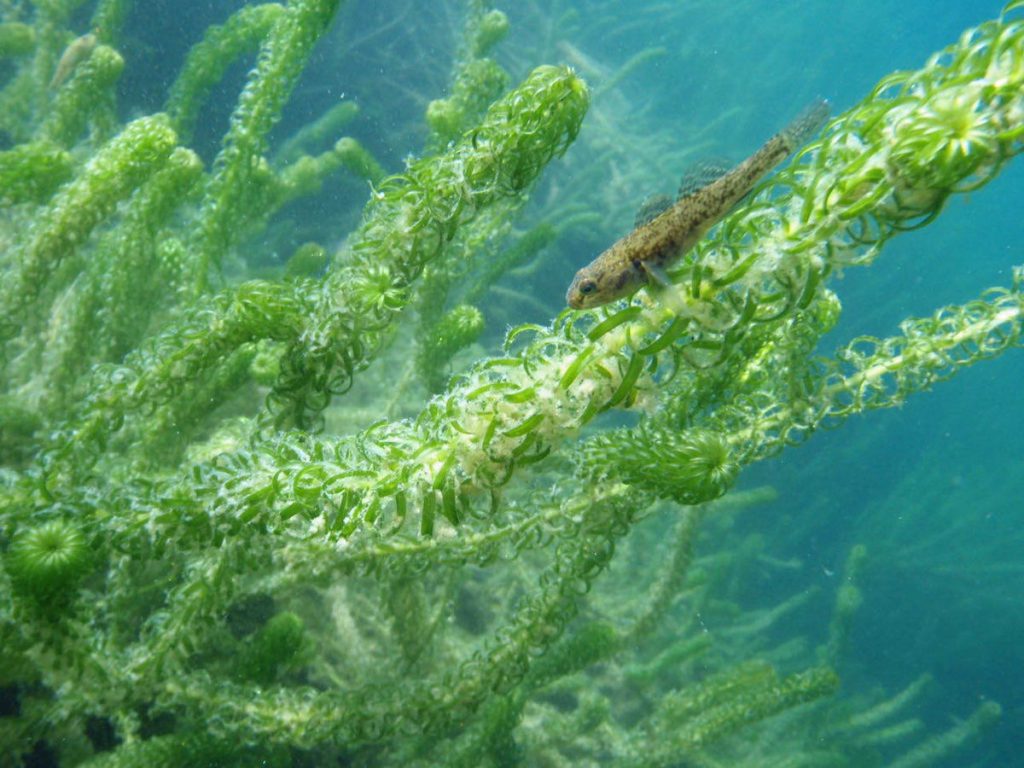 Fish Underwater Diving Lake Taupo New Zealand