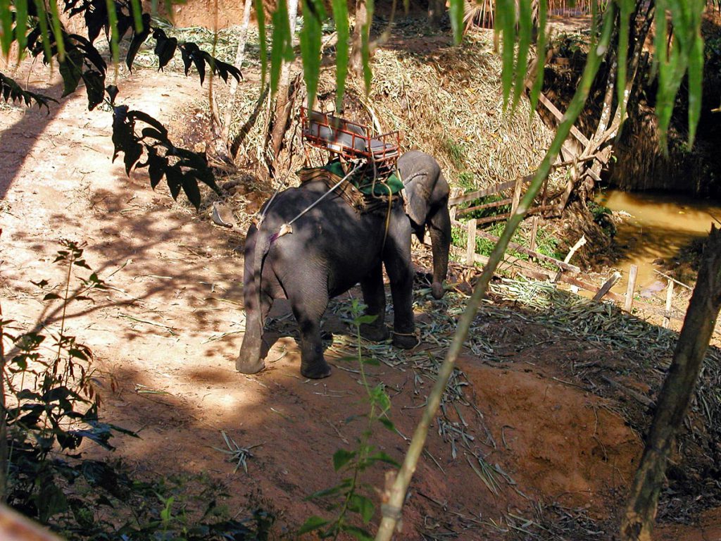 Elephant Camp in Khao Sok Thailand