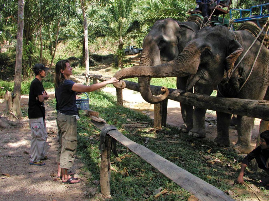 Feeding the Elephants in Khao Sok