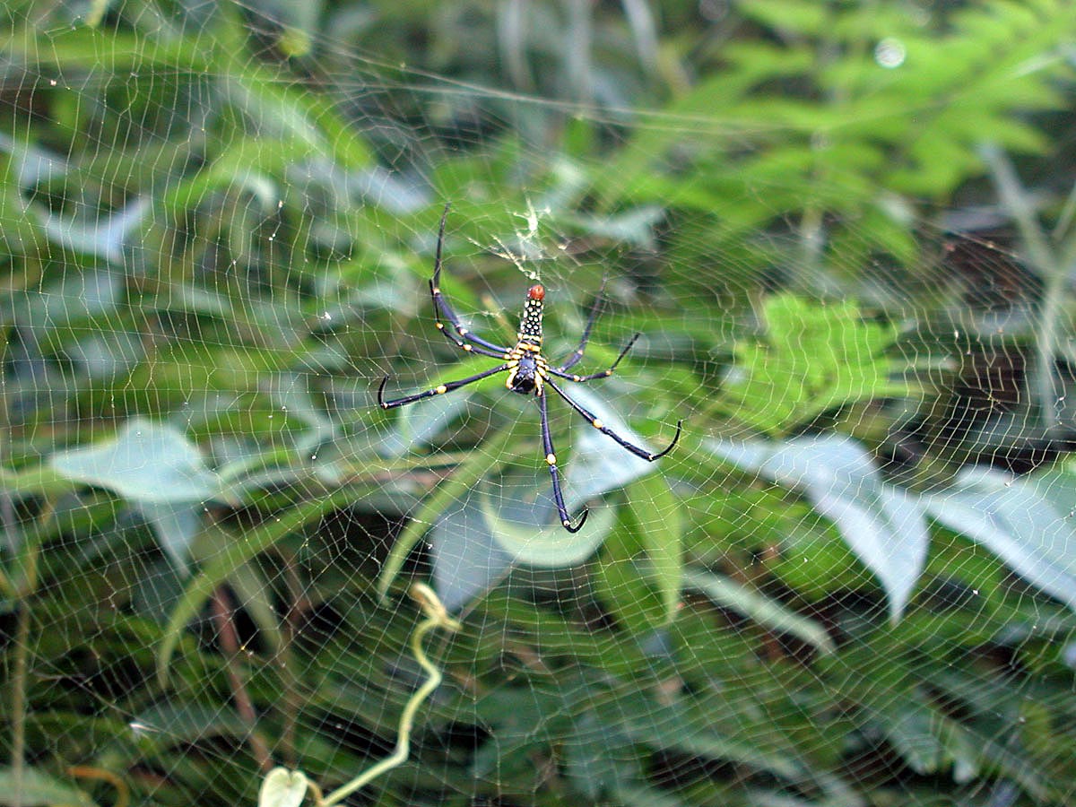 Interesting Spider in Khao Sok National Park Thailand
