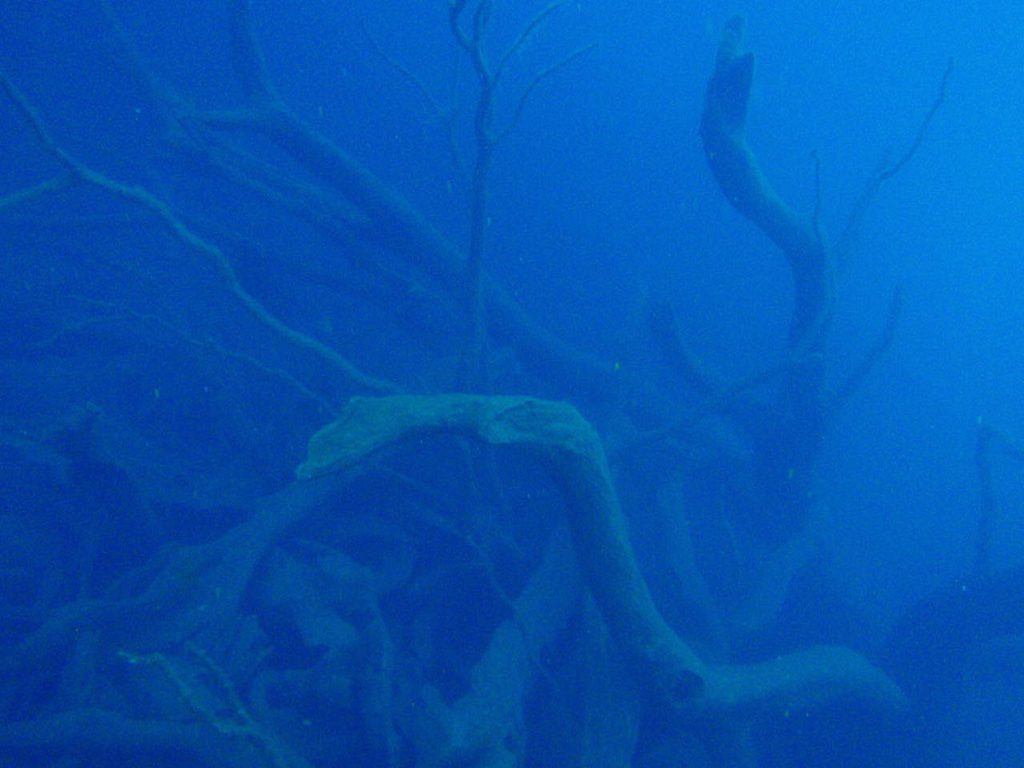 Lake Taupo Trees Under Water