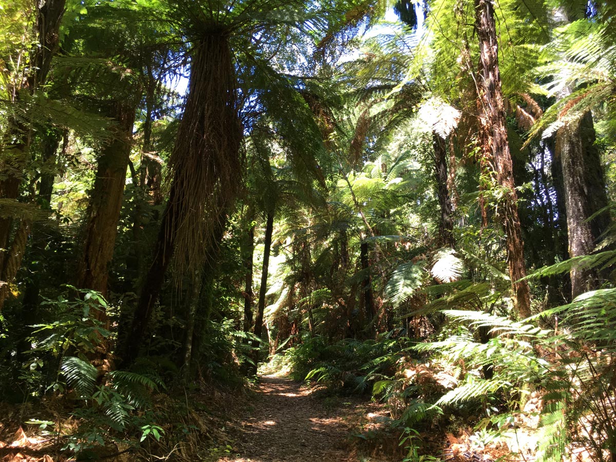 Waihora Lagoon Pureora Forest New Zealand