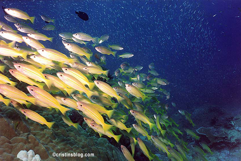 Schools of fish Andaman Sea