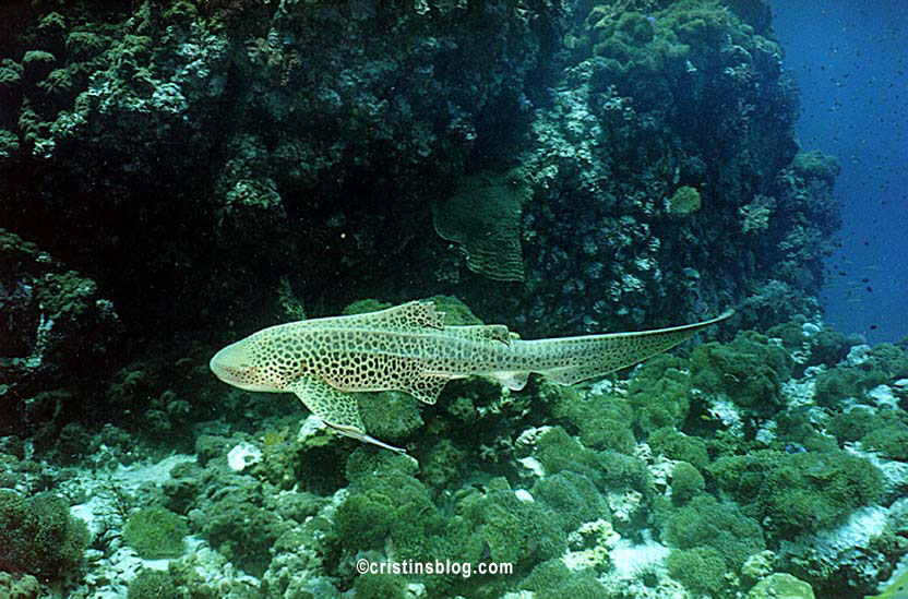 Leopard Shark Andaman Sea