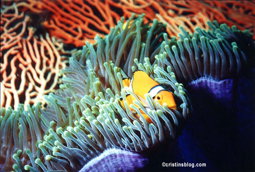 Clown Fish Anemones Phuket Thailand