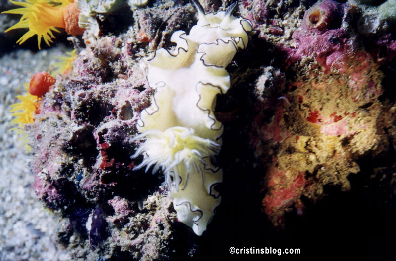 Nudibranch Phuket Thailand