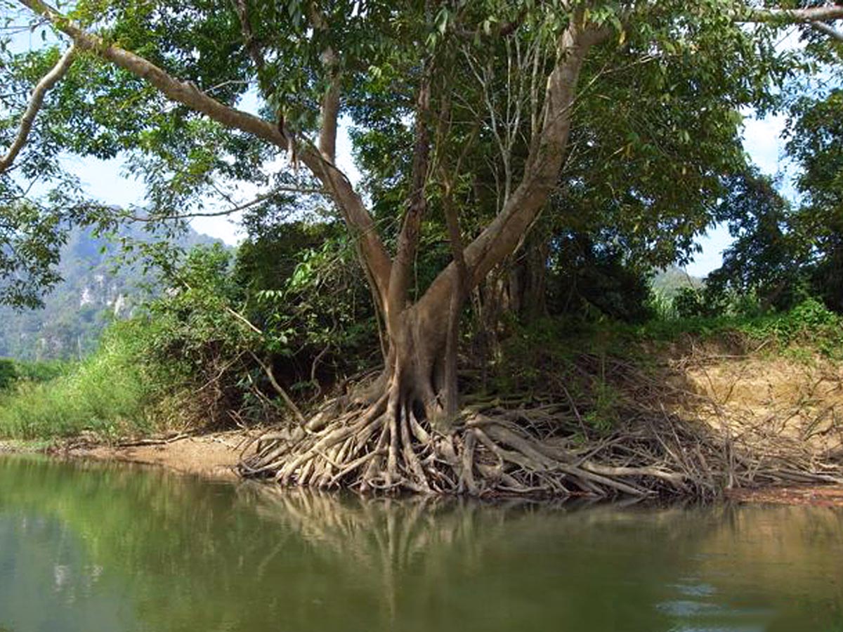 Khao Sok National Park Thailand