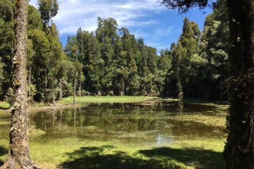 Waihora Lagoon Pureora Forest New Zealand